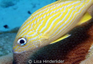 Bright n Shiny! by Lisa Hinderlider 